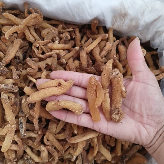 亳州湖南，玉竹个