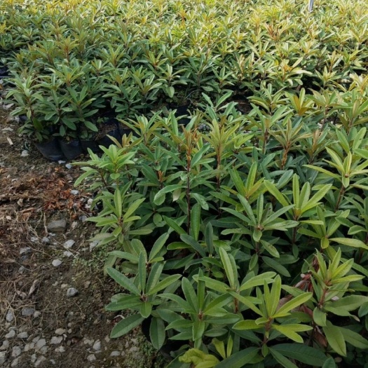 富源县高山杜鹃  马樱花  熟苗  段根苗