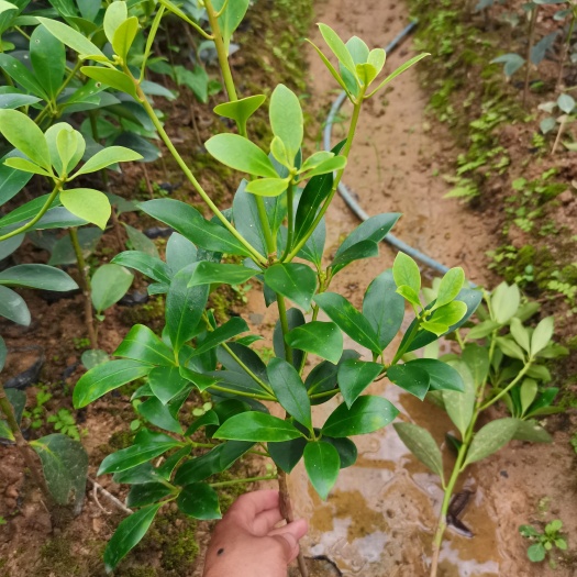 苍梧县八角树苗  大红八角嫁接苗
