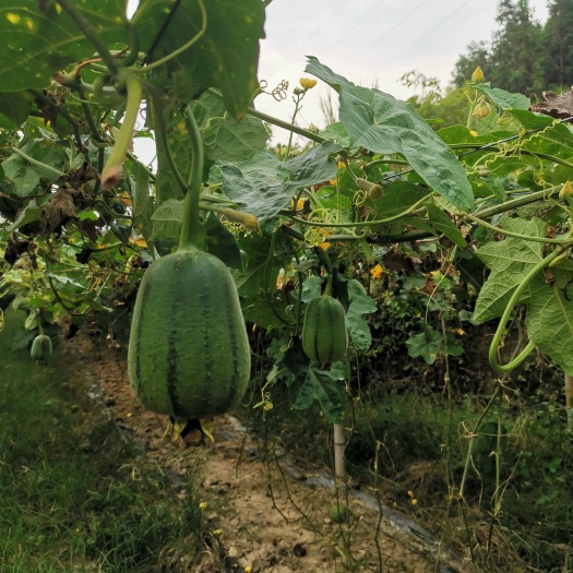 连山县正宗苹果丝瓜