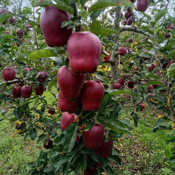 甘肃天水花牛苹果3/5/9斤一件批发代发包邮