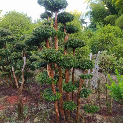 南昌赤楠盆栽   本基地有大量小叶赤楠出售，地址江西南昌，交通方