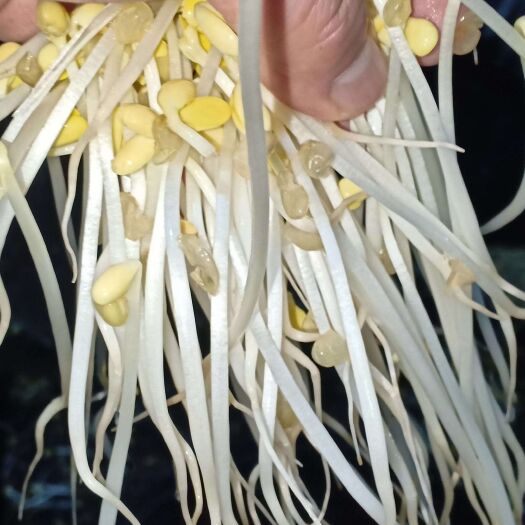 遵义豆芽