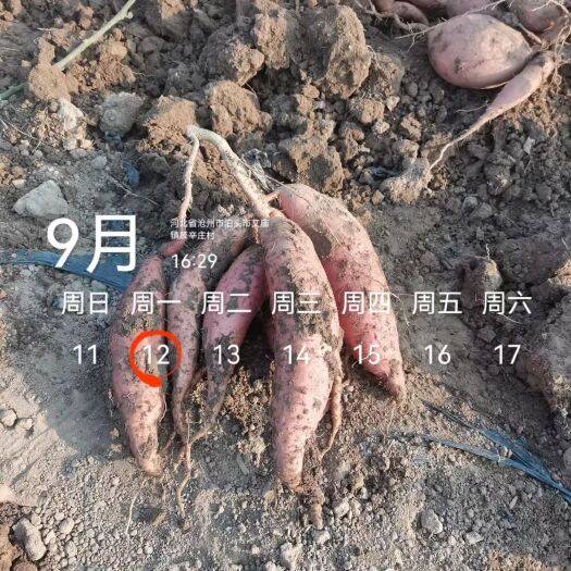 泊头市大量烟薯，龙薯九上市。欢迎来电恰谈。