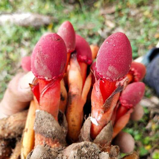 蛇菰,回春草肉苁蓉、通天蜡烛 ，木菌子，大量供应，文王一支笔