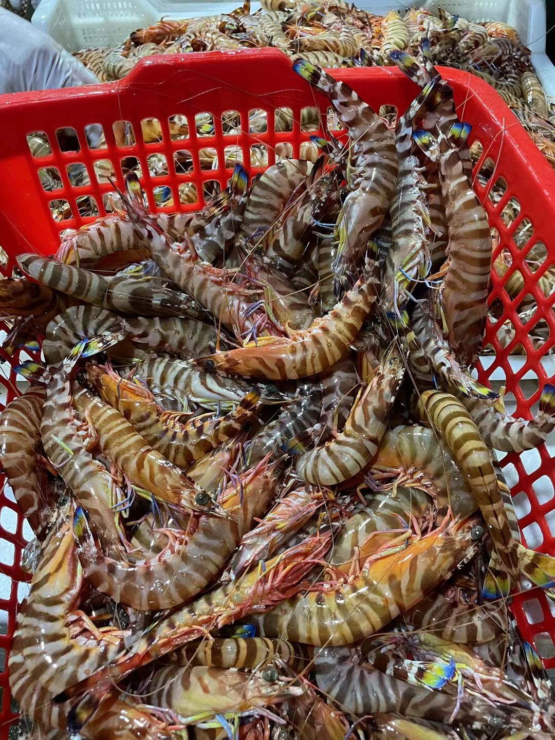 大花虾
