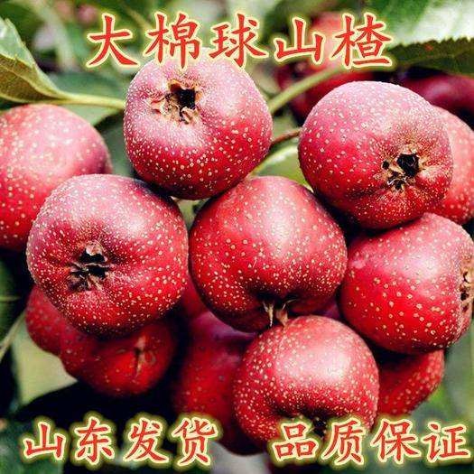 平邑县新上市大棉球，口感好
