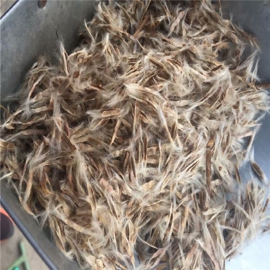 梓树种子辽宁省地产耐寒种源