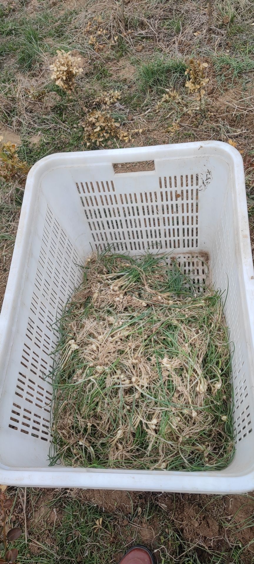 薤白，藠头。时令蔬菜