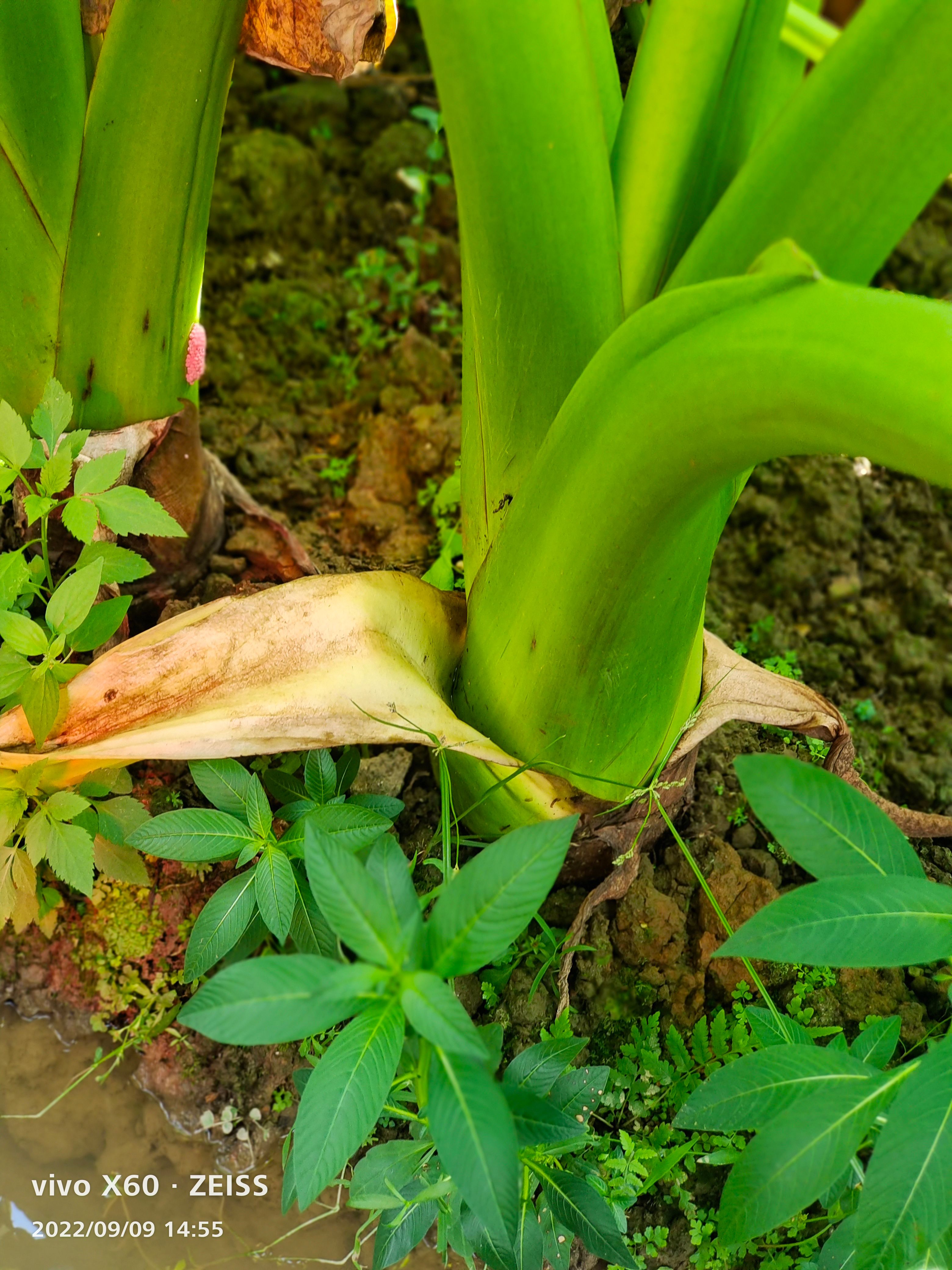 百万香芋出货了
