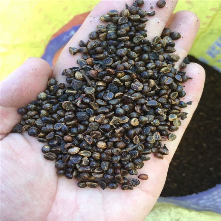 三叶地锦种子爬墙虎种子辽宁省地产耐寒种源