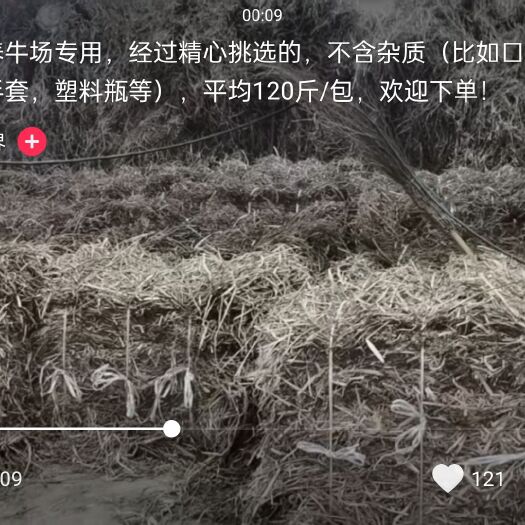 仁怀市养牛场喂牛优质曲草