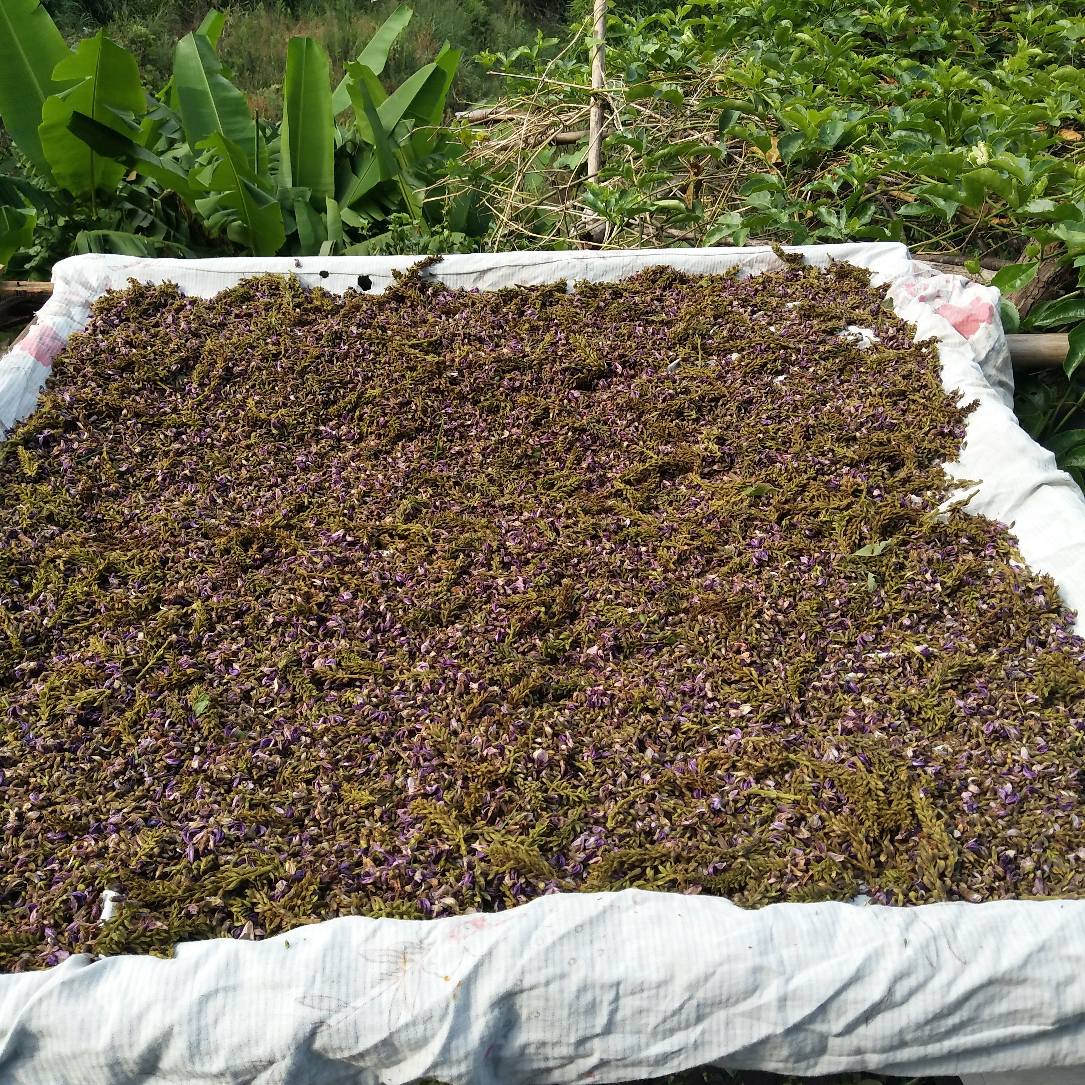 养生茶花草茶葛根花茶大瑶山天然生长葛根花茶