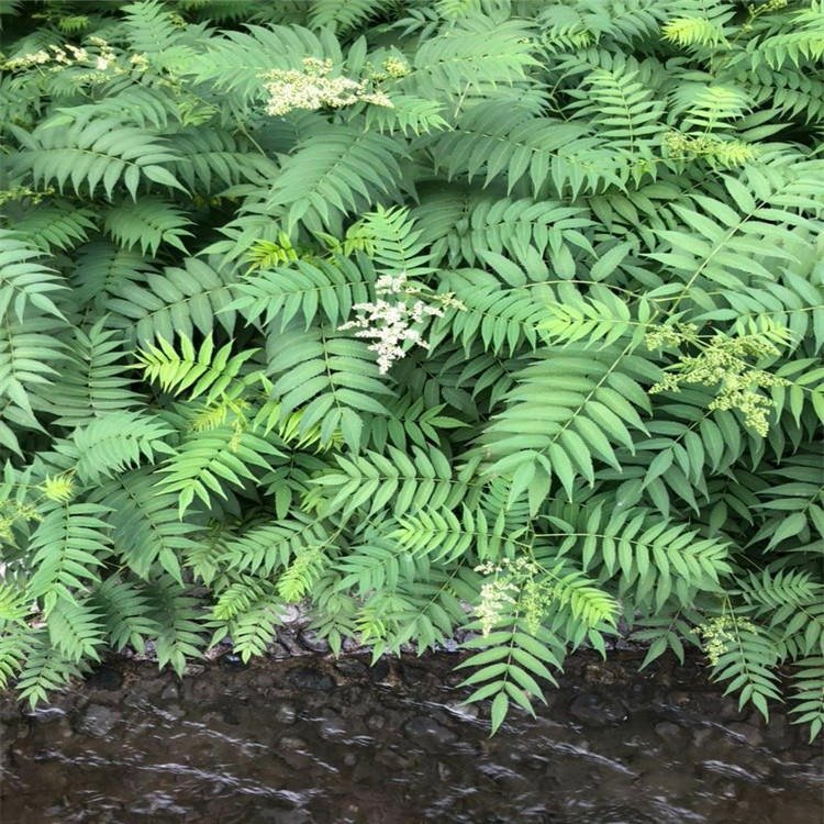 珍珠梅种子辽宁省开原市货源