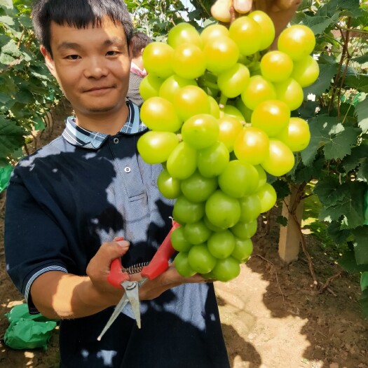 蠡县阳光玫瑰 好吃不贵！