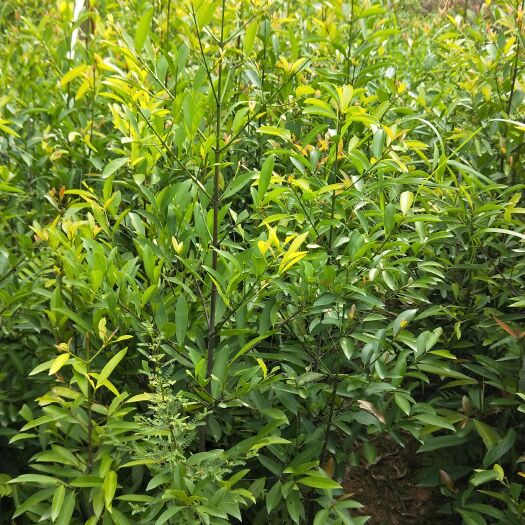 山竹树苗 营养杯岭南山竹苗 黄金山竹苗