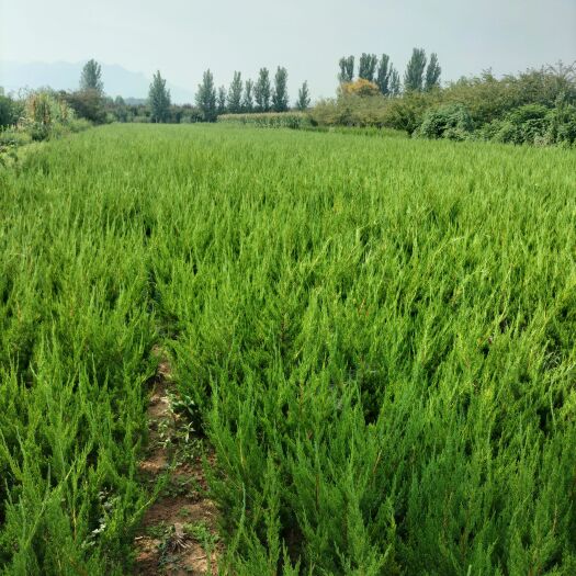 泰安龙柏丶小叶扶芳藤丶爬山虎大量出售