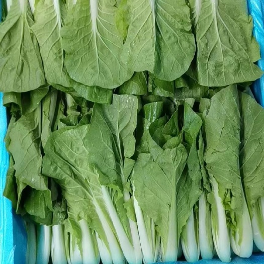 广州精选箱装水白
