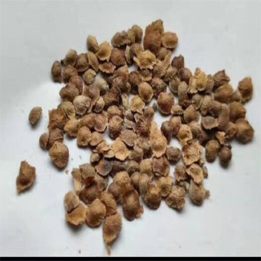 臭椿种子辽宁开原市森源苗木种子