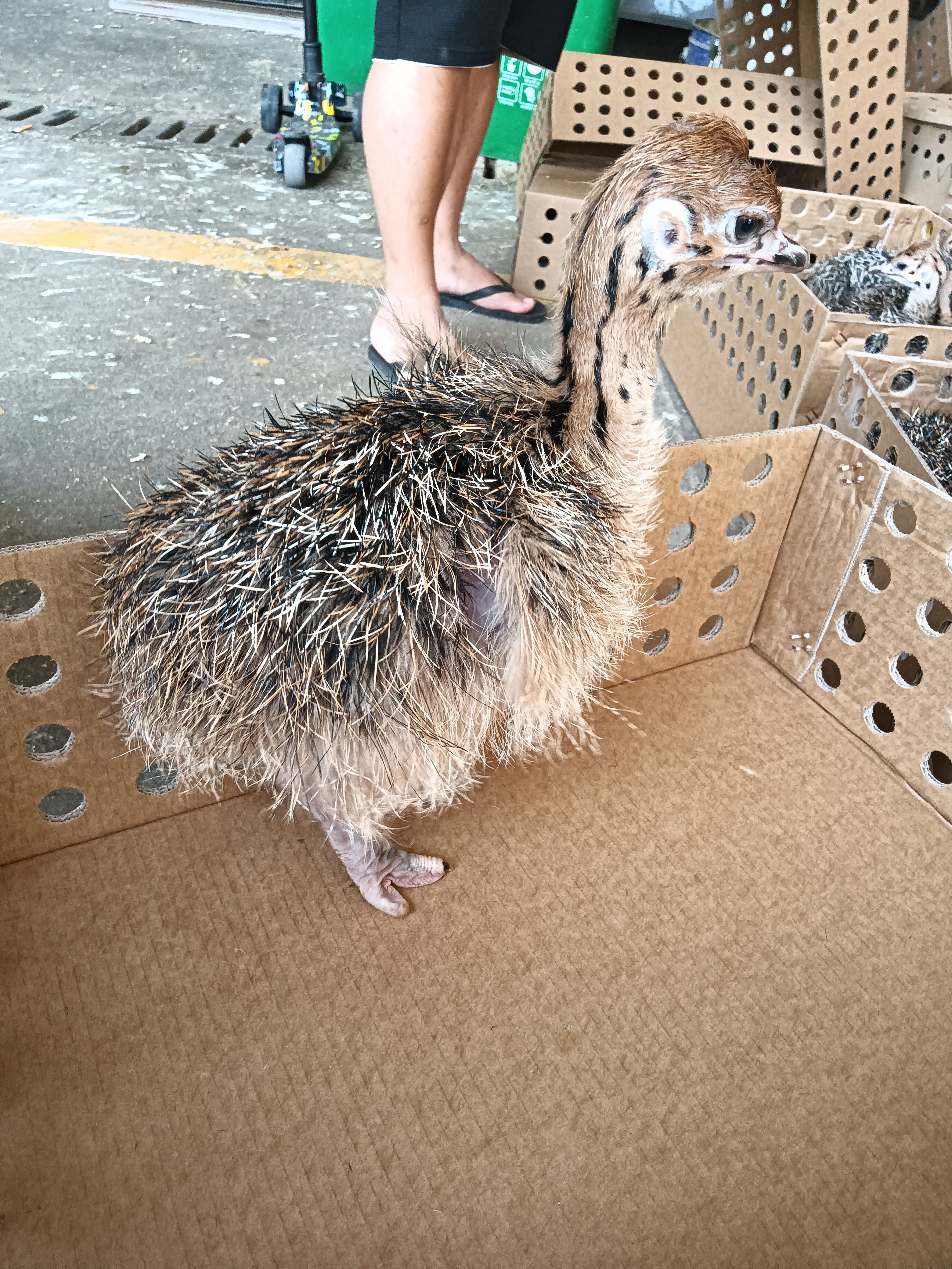 非洲驼鸟 质量优良 包打出壳疫苗 包运输存活