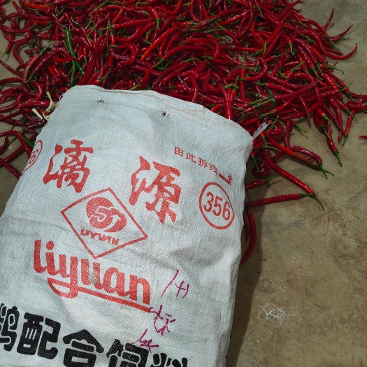 威宁县三号线椒红