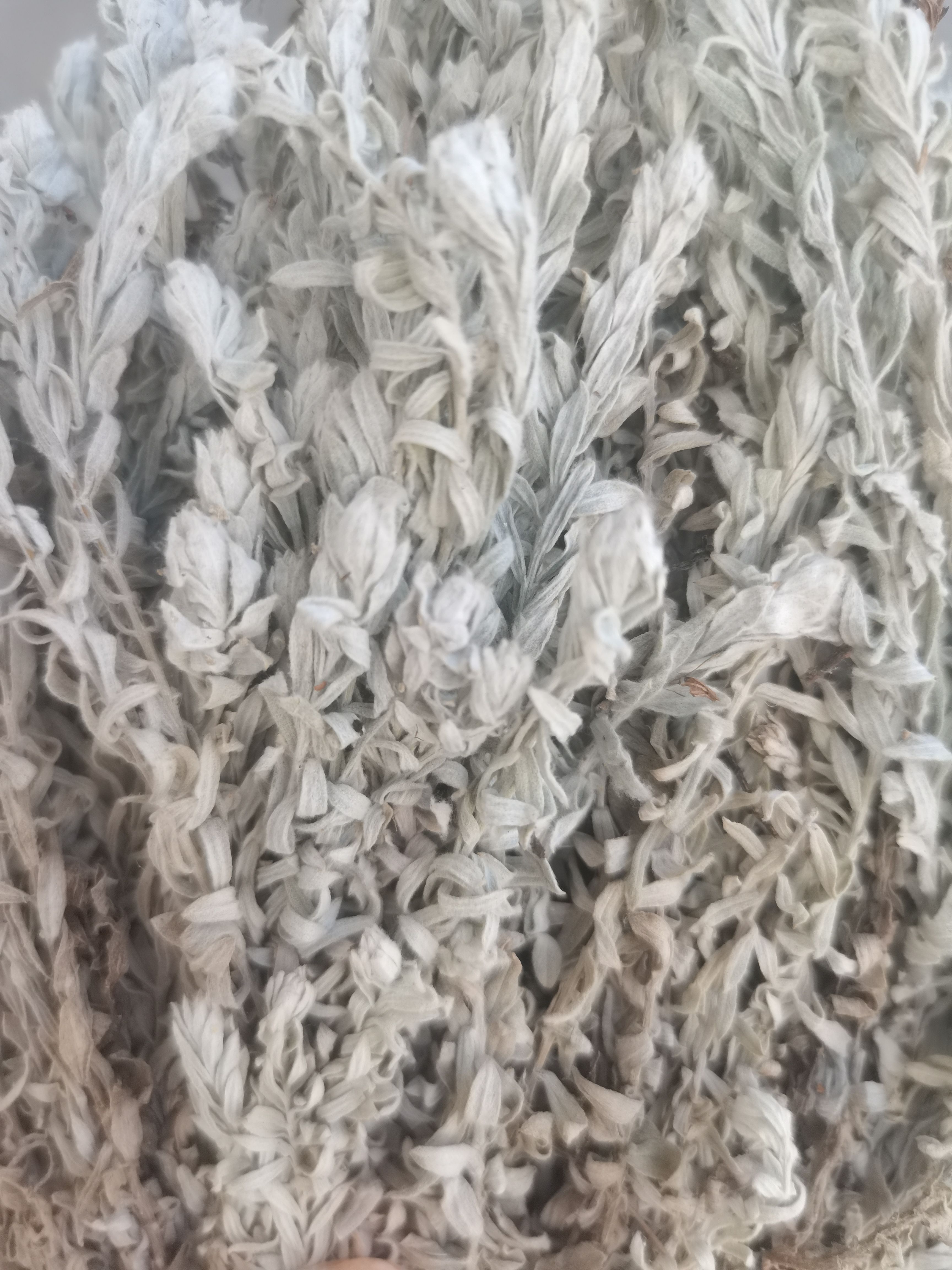 干货鹿茸草纯净无杂草晒干六月霜白毛鹿茸草（大量有）