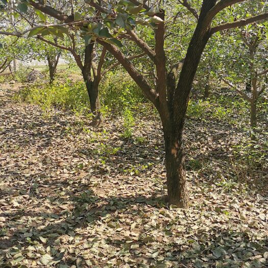 沂南县脆甜柿子树，可挖土球。13至20公分。