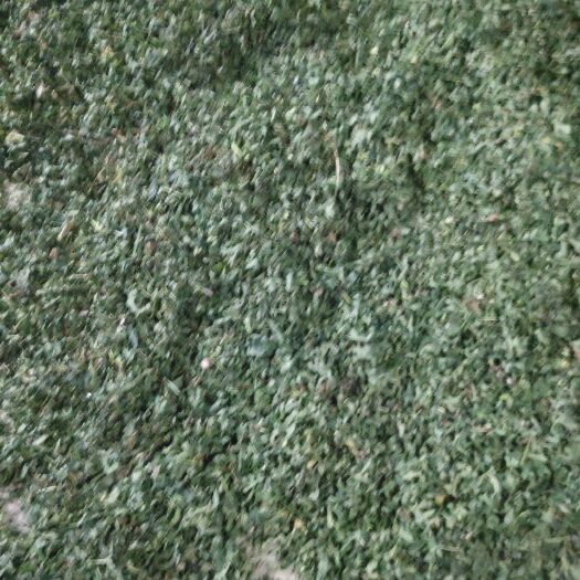 台前县全叶益母草。