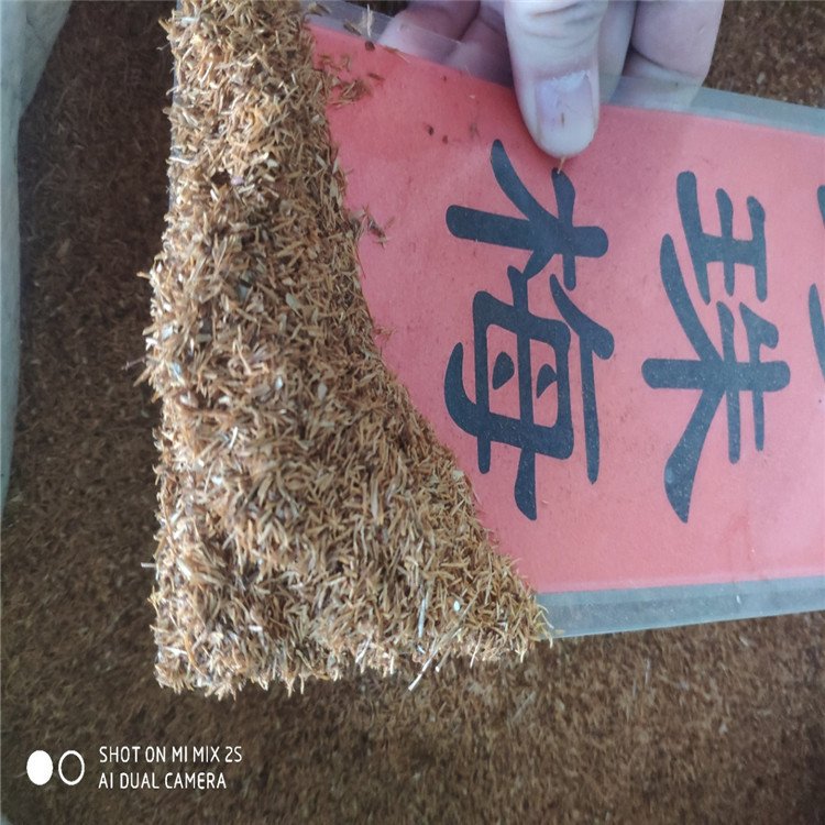 开原市珍珠梅种子，辽宁开原市森源苗木种子