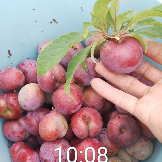 永春县永春县鲁辽三华李，脆甜多汁，果肉果皮全红，酸甜脆口，现场采摘