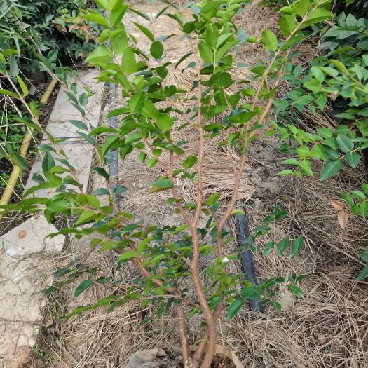 余姚市树葡萄嘉宝果苗沙巴果树正宗沙巴嘉宝果树 量大从优