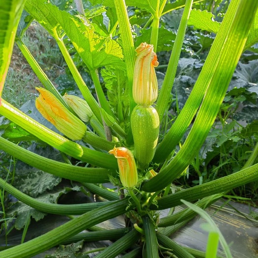 大姚县绿皮西葫芦，个头好，颜色好，现采现装，产地直销