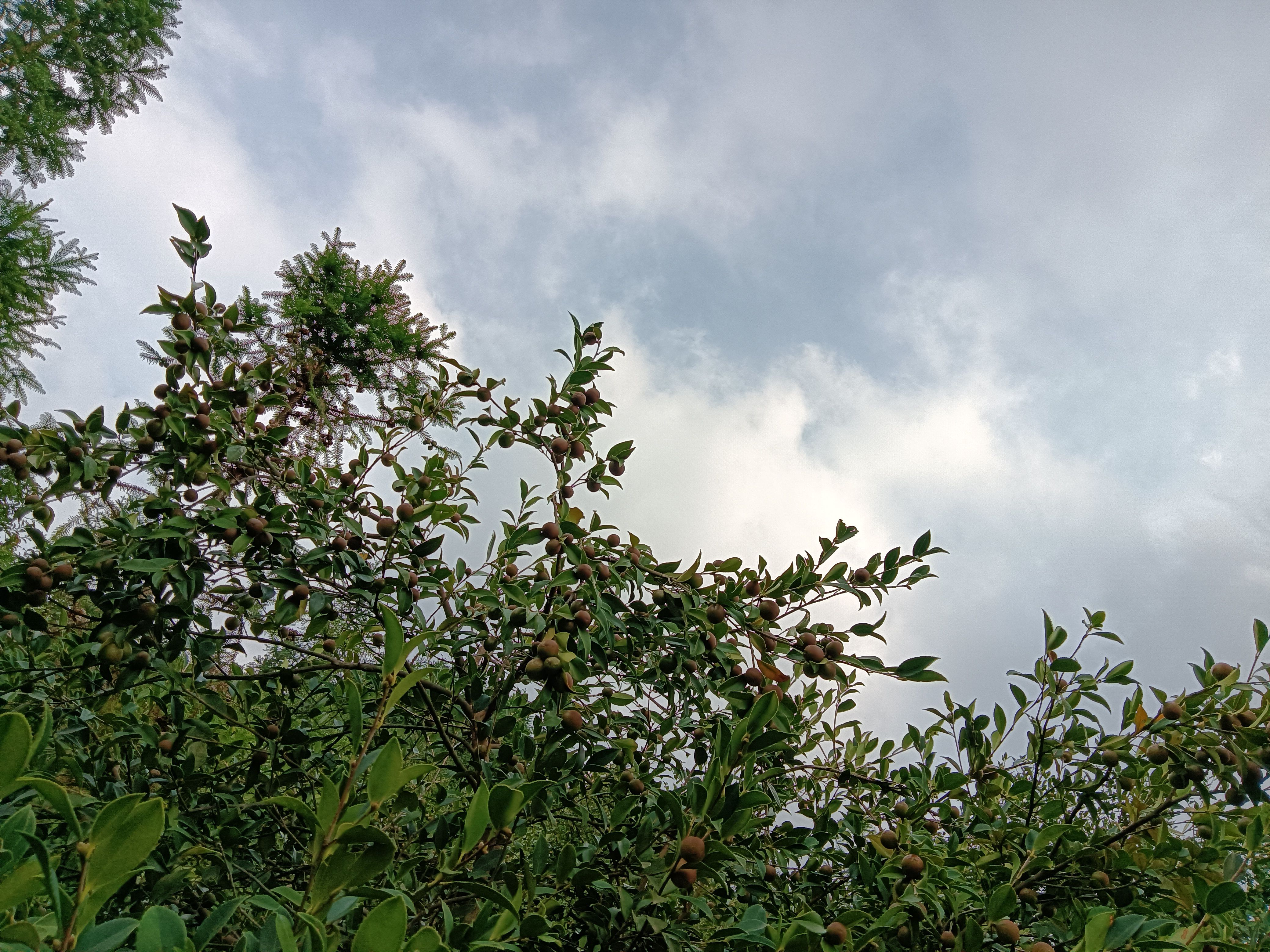 野生油茶籽。出油率高