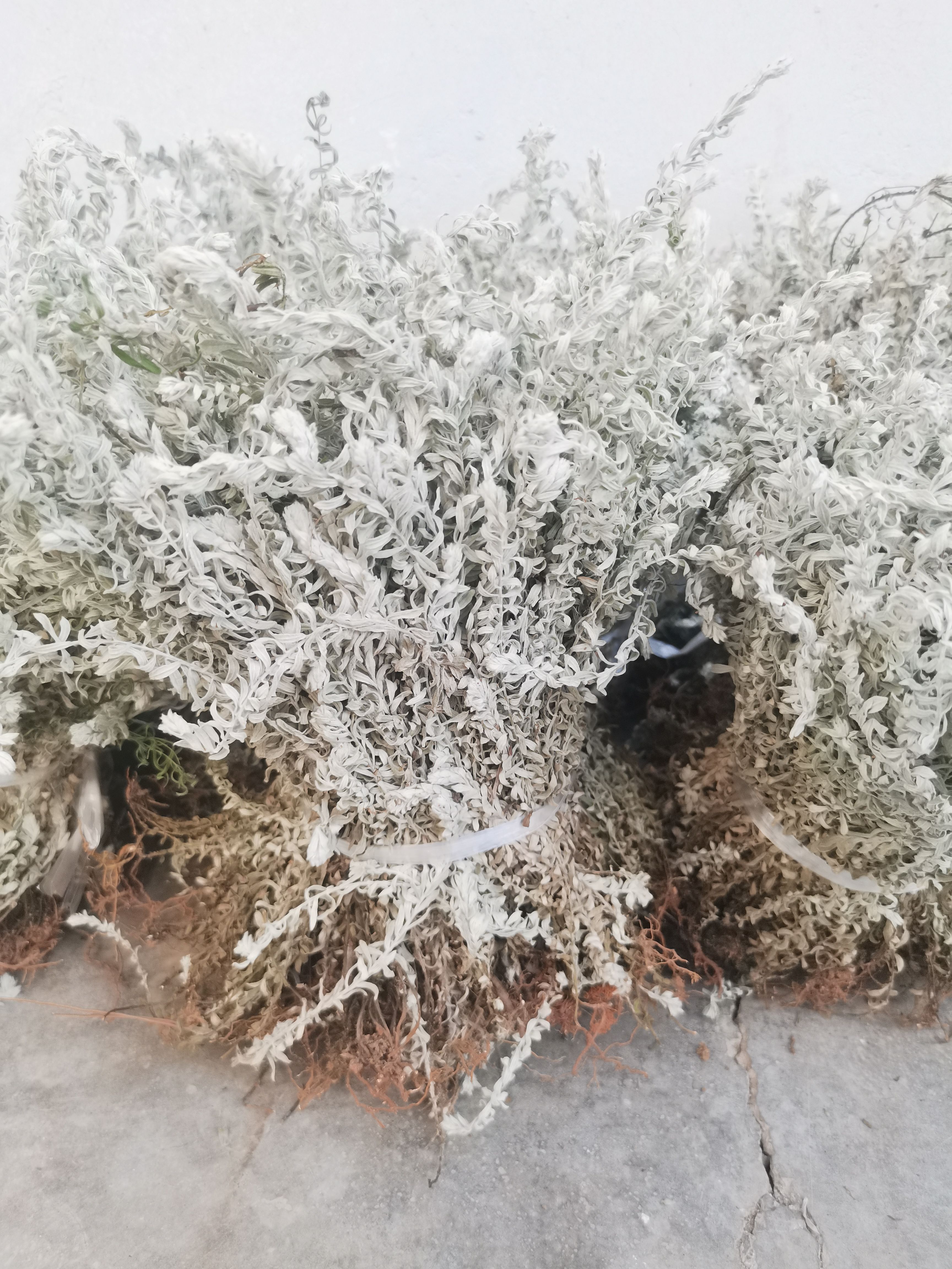 干货鹿茸草六月霜白毛鹿茸草纯净无杂草晒干