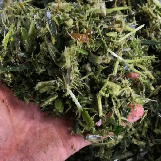 柳城县广西柳州玉米秸秆饲料 适用于牛羊马养殖