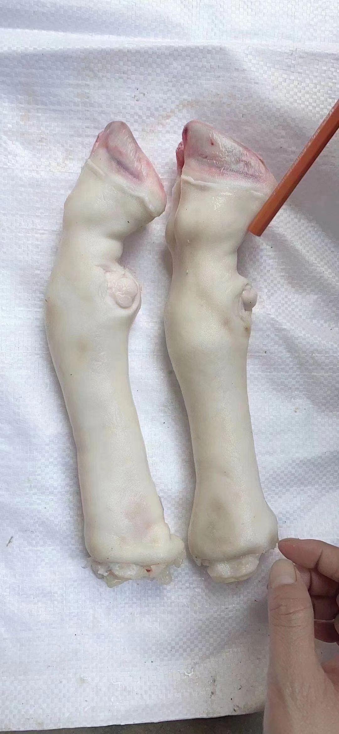 清真水退羊蹄，大中小号，冷链物流发货方便快捷