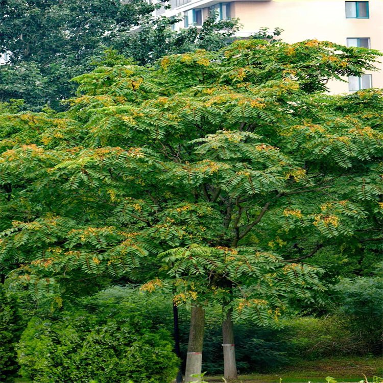 臭椿种子辽宁开原市森源苗木种子