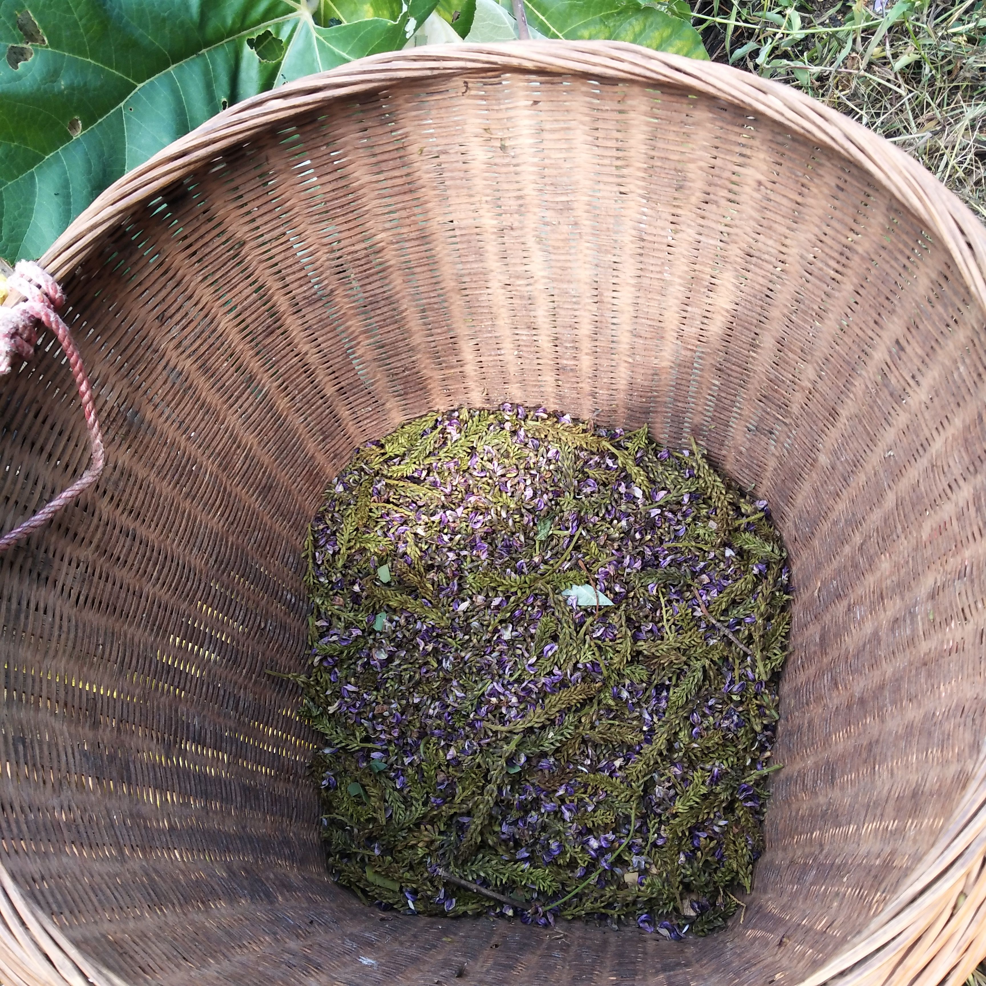 养生茶花草茶葛根花茶大瑶山天然生长葛根花茶