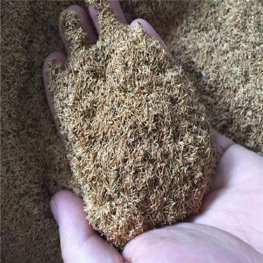珍珠绣线菊种子辽宁省开原市货源