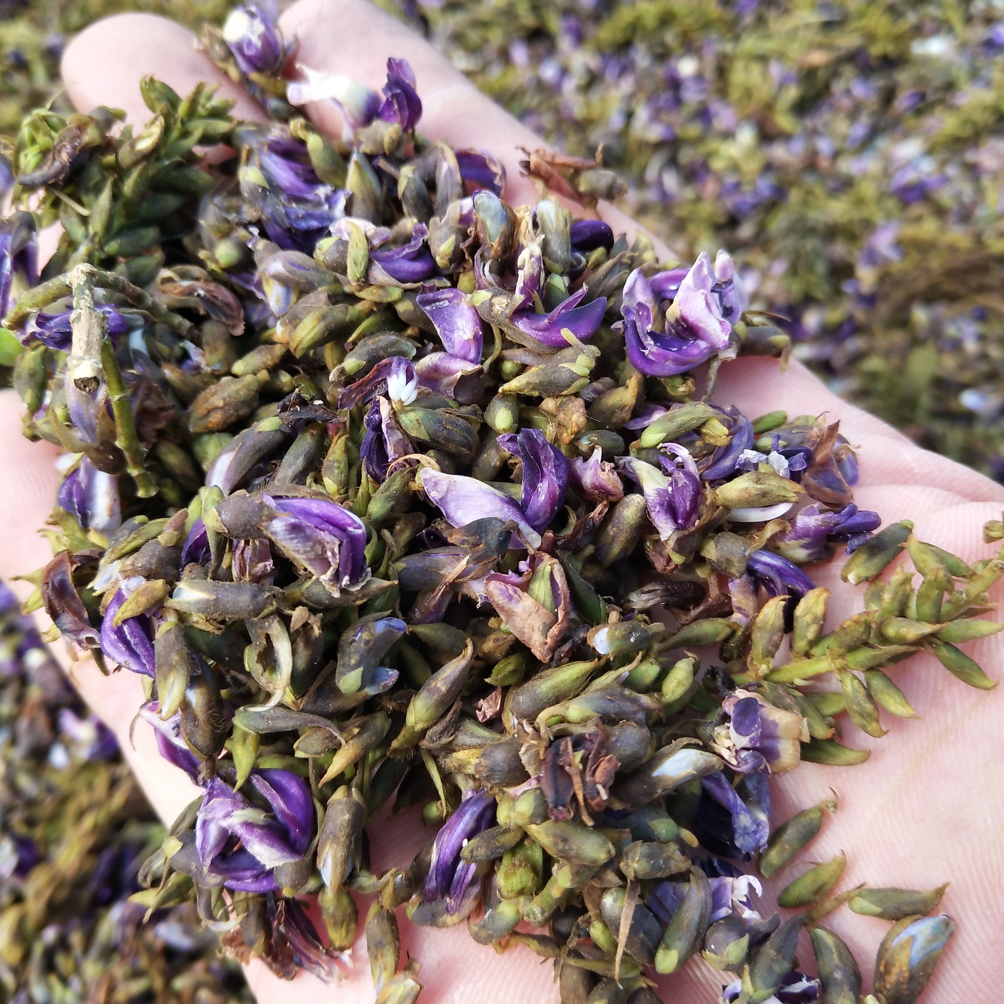 养生茶花草茶葛根花茶大瑶山天然生长葛根花茶