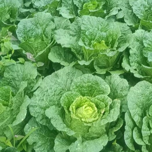 威宁县照顾＇大白菜