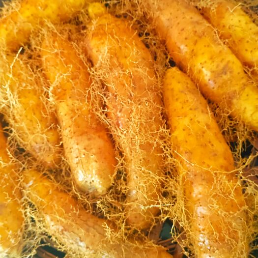 遂溪县毛薯