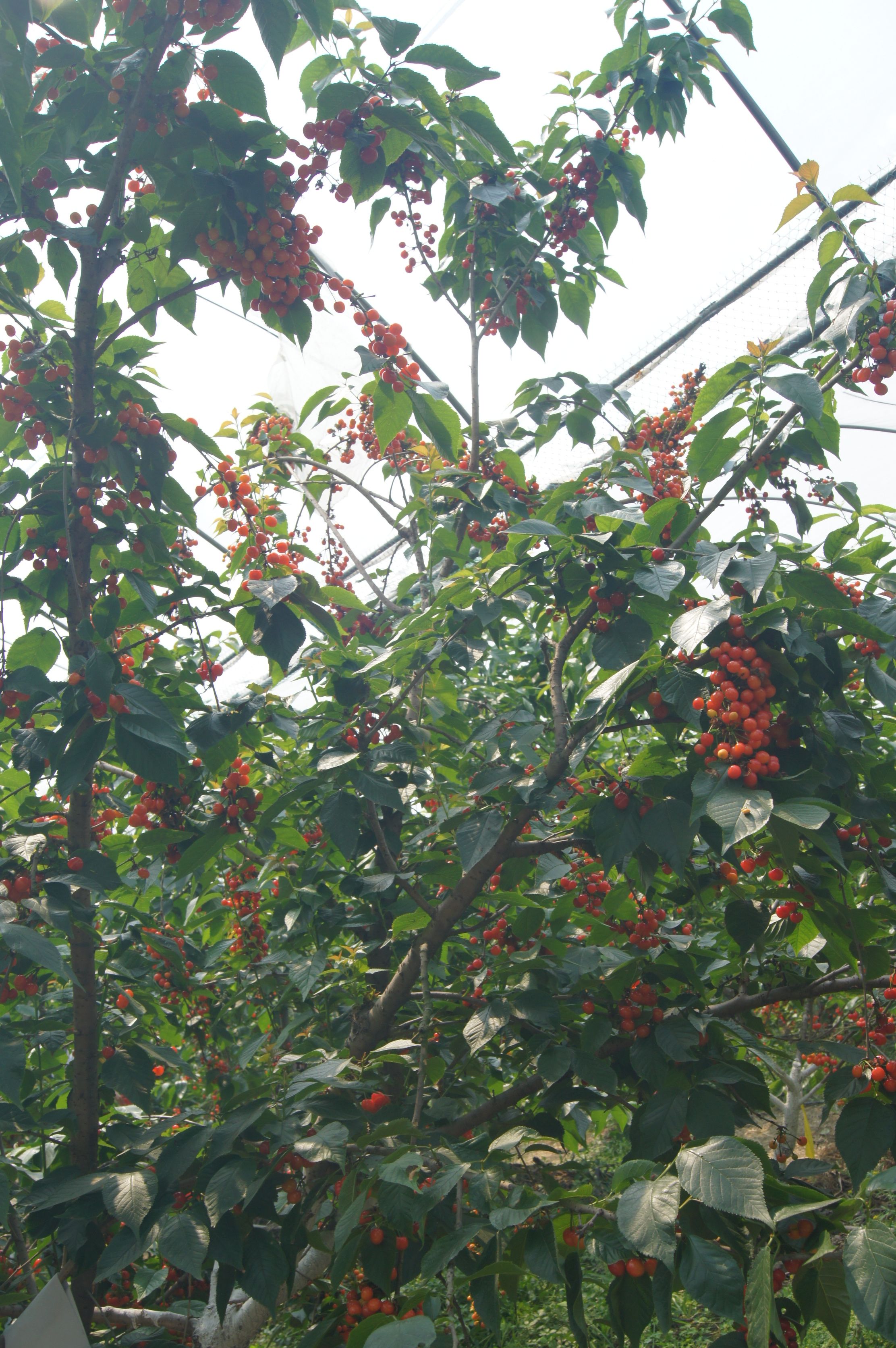 红妃大樱桃果树苗，甜味十足，采摘乐趣