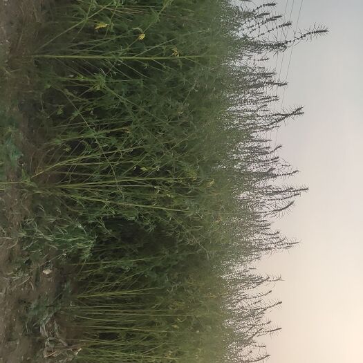 台前县新鲜益母草。
