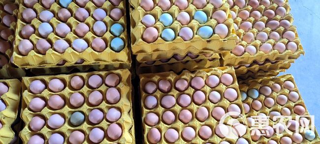粉蛋土鸡蛋420枚装当天现捡散养土鸡蛋全国发货感好保质保量