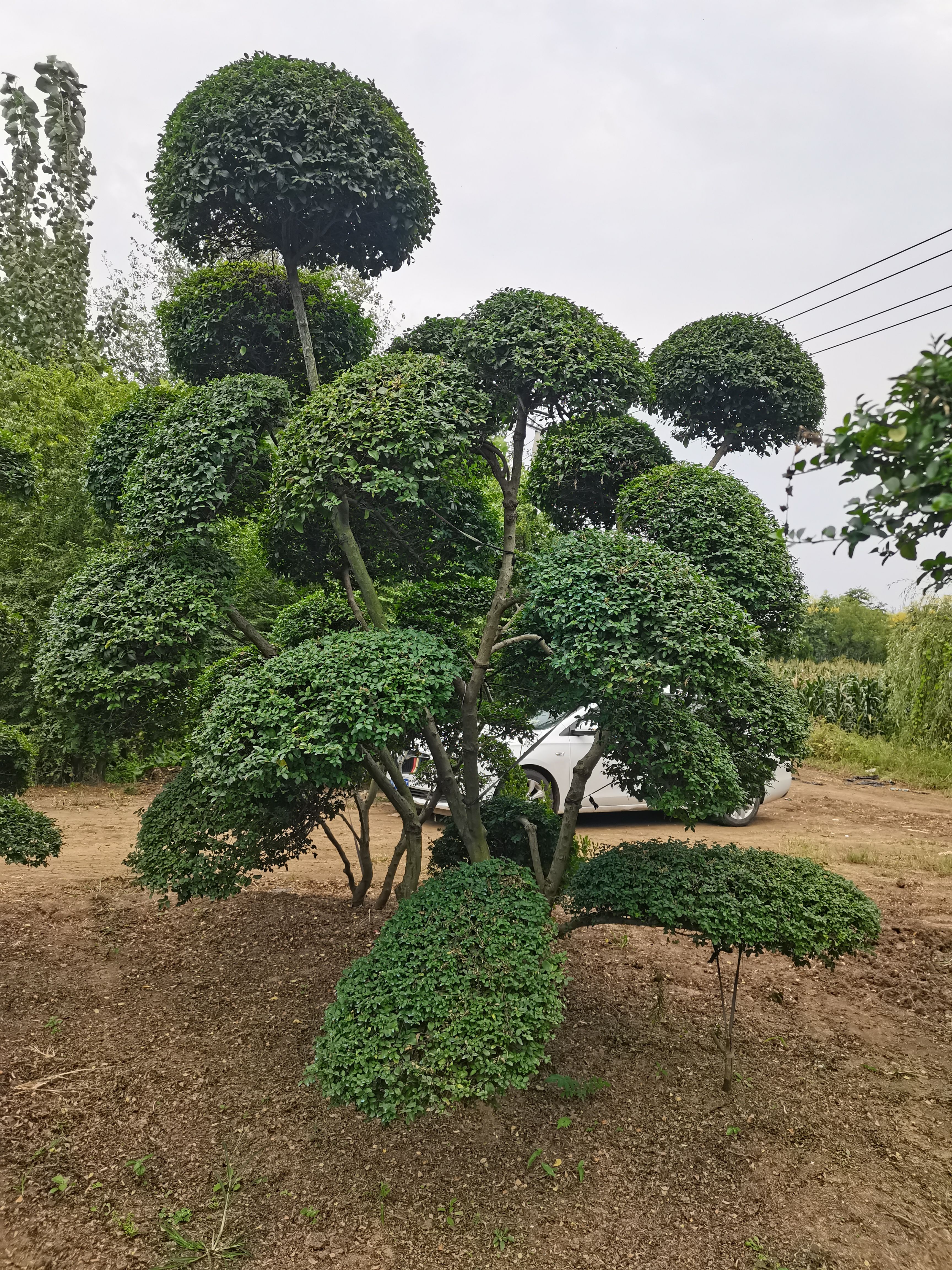 小叶女贞造型树景观造型树点缀观赏景观设计