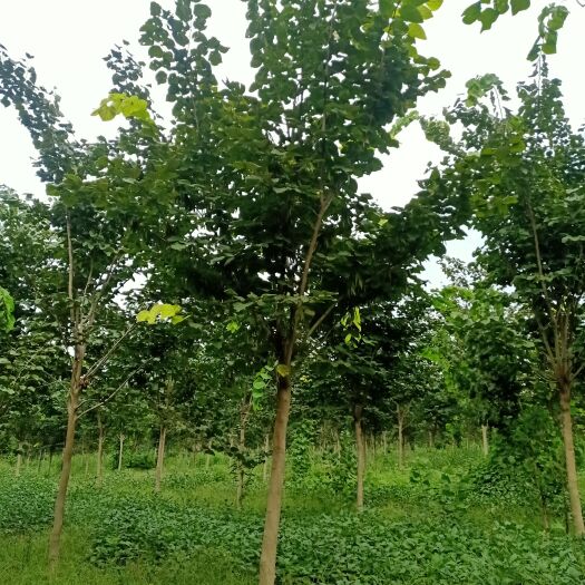 菏泽巨紫金10-15公分，量大欢迎朋友前来选购