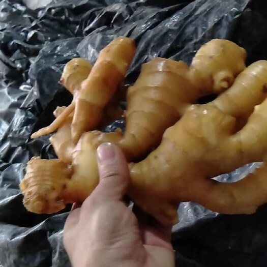 沂水县精品【大黄姜】精挑细选 货源充足 质量保证 需要的老板联系