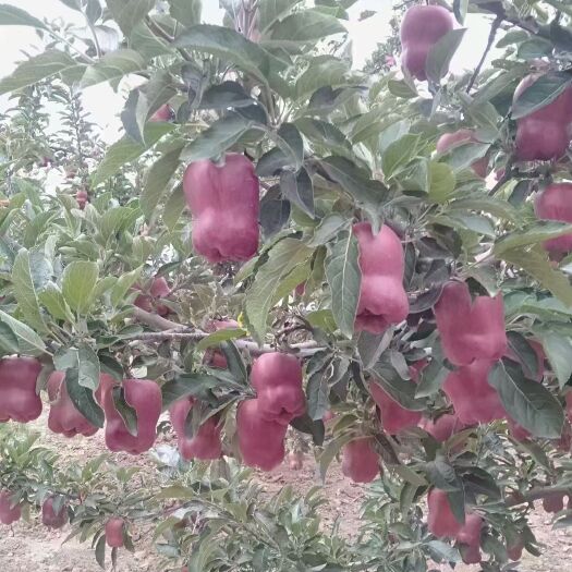 甘谷县花牛苹果