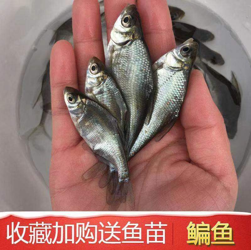 潤豐水產(chǎn)養(yǎng)殖基地